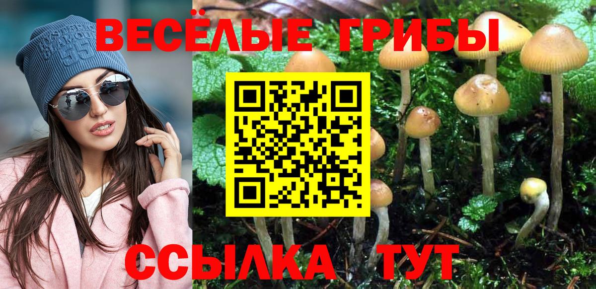 Котлас  Галлюциногенные грибы Psilocybine cubensis  Вход с VPN 